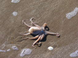 Image of Tehuelche octopus