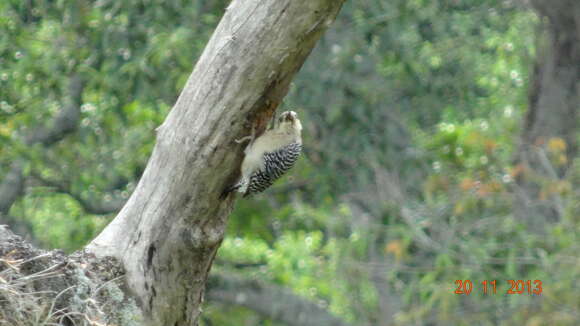 Image of Red-crowned Woodpecker