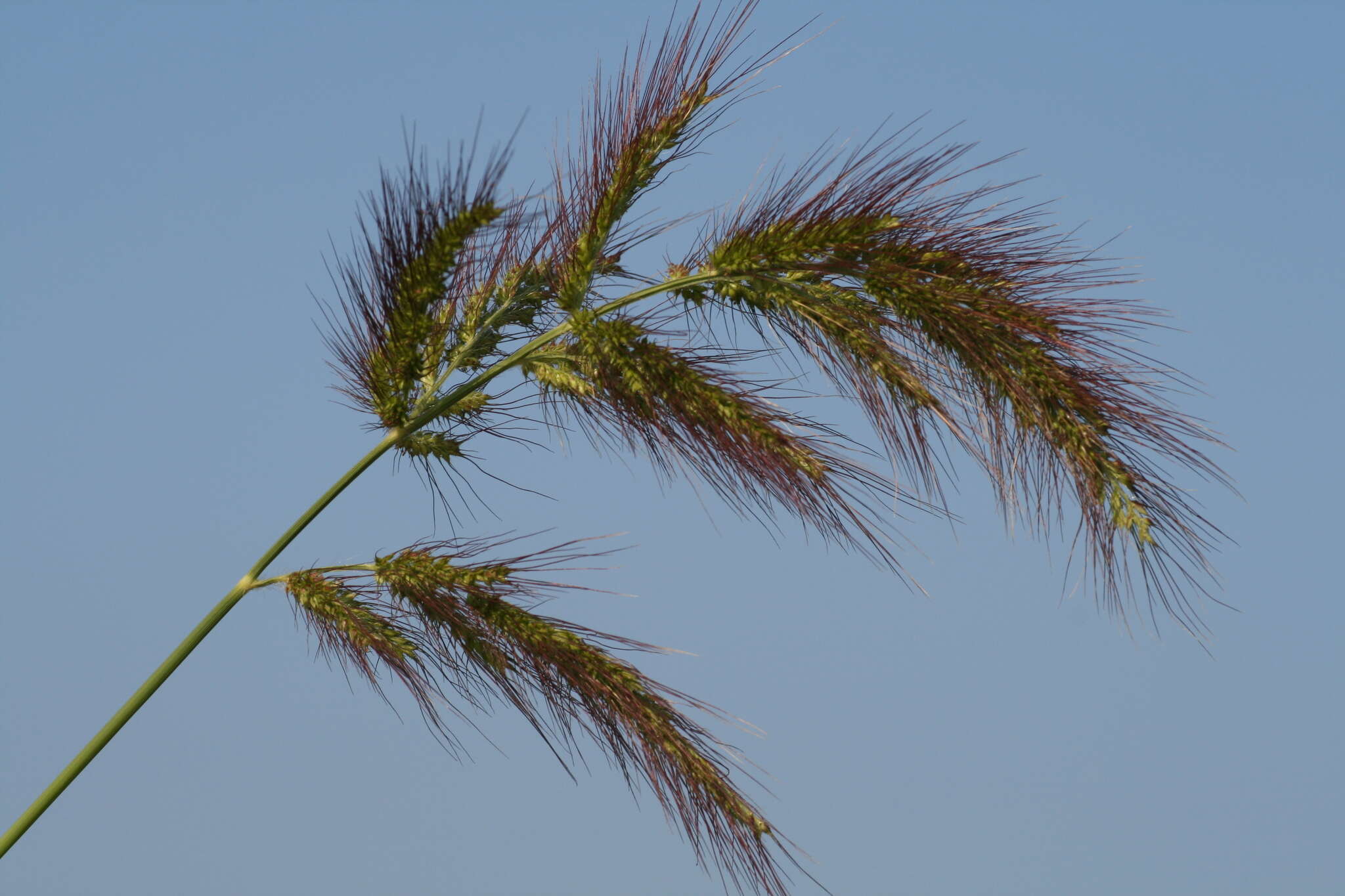 Image of Long-Awn Cock's-Spur Grass