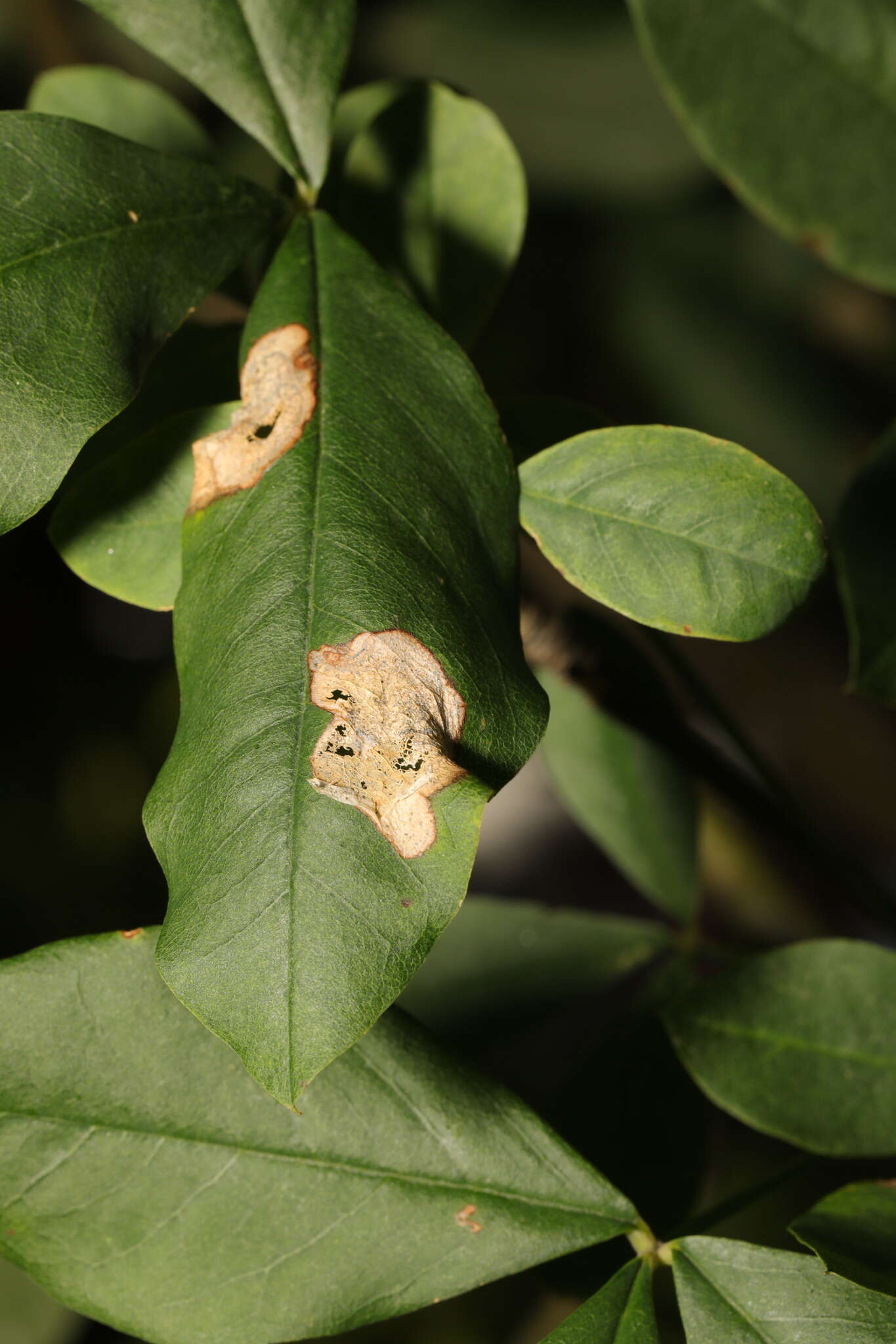 Слика од Leucoptera laburnella Stainton