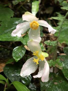 Image of Begonia taipeiensis C. I. Peng