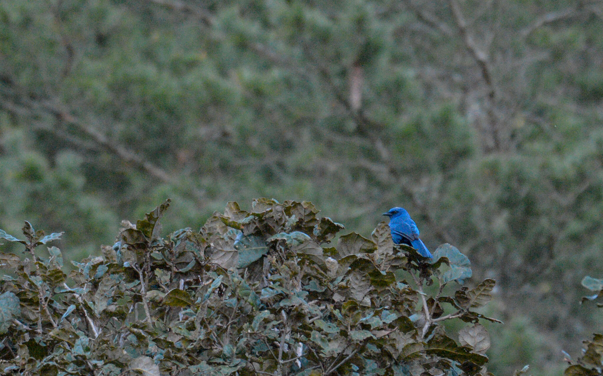 Image de Aphelocoma unicolor unicolor (Du Bus de Gisignies 1847)