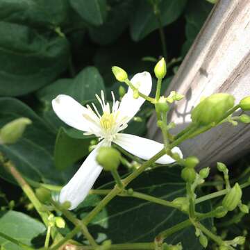 Clematis terniflora DC. resmi