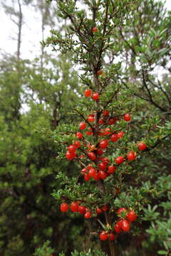 Image of Coprosma nitida Hook. fil.