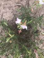 Image of crownleaf evening primrose