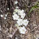 Leontopodium microphyllum Hayata resmi