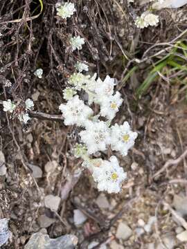 Leontopodium microphyllum Hayata resmi