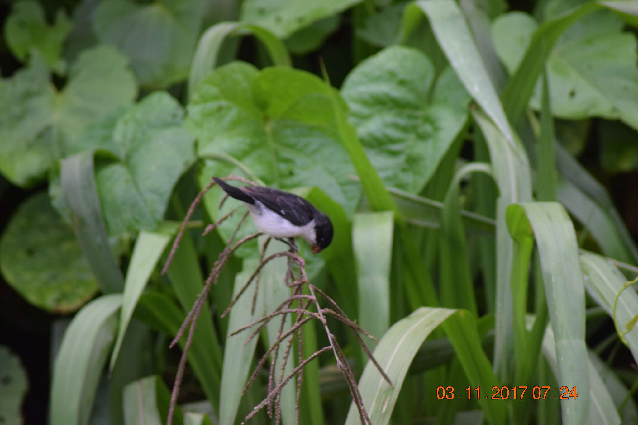 Sporophila leucoptera bicolor (d'Orbigny & Lafresnaye 1837) resmi