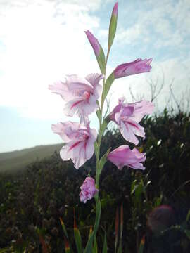 Image of Gladiolus ochroleucus Baker