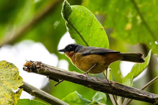 Image of Black-eared Hemispingus