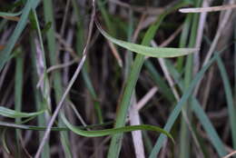 Image of Campanula martinii F. Fen., Pistarino, Peruzzi & Cellin.