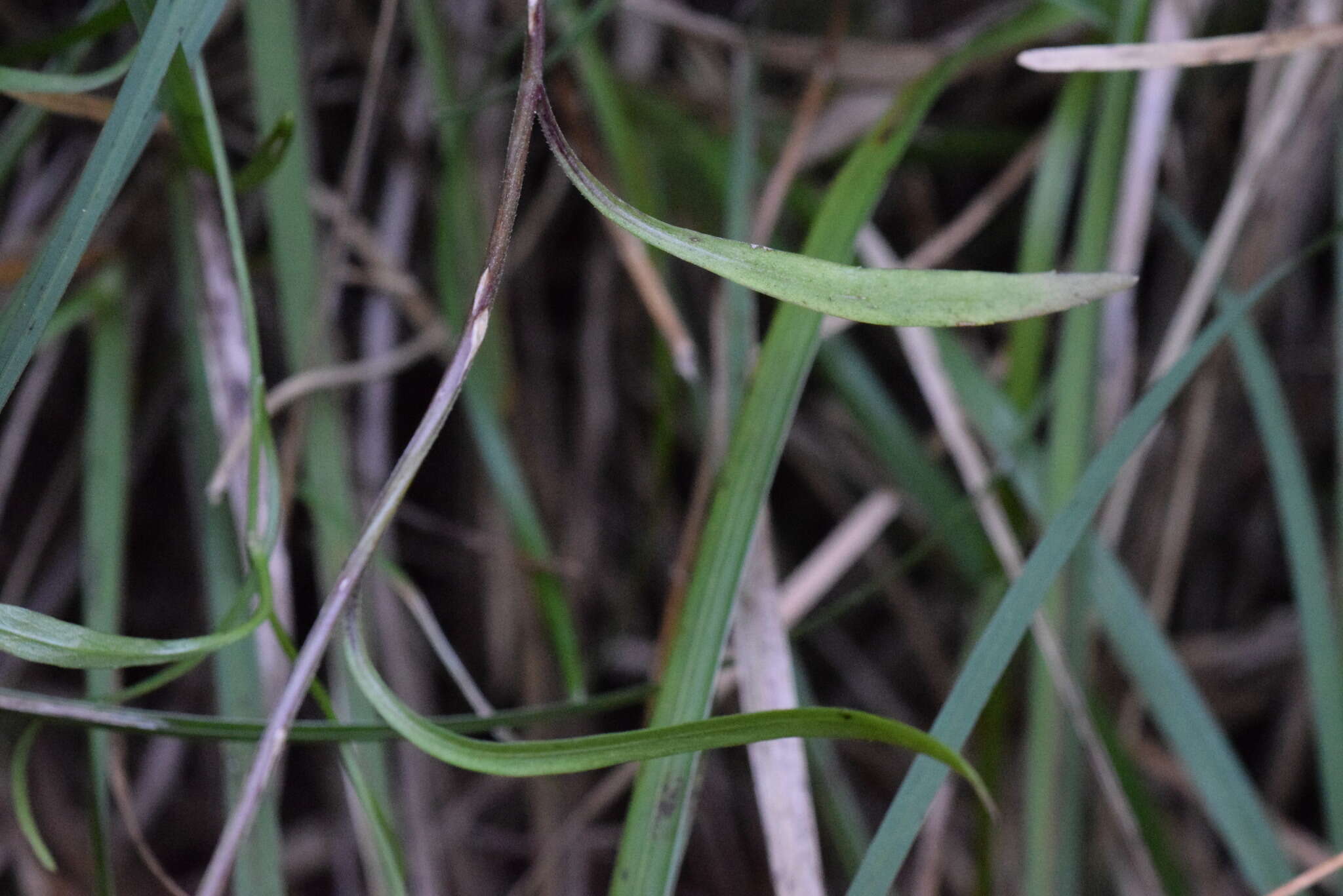 Image of Campanula martinii F. Fen., Pistarino, Peruzzi & Cellin.