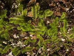 Image de Southbya tophacea (Spruce) Spruce