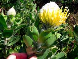 Image of Leucospermum conocarpodendron subsp. conocarpodendron