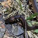 Image of Yellow-naped Snake