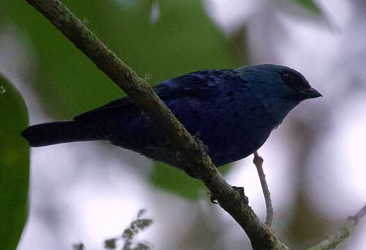 Image of Blue-and-black Tanager