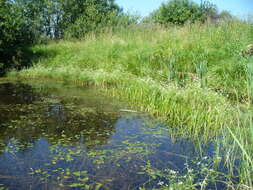 Image of Fine-leaved Water-dropwort