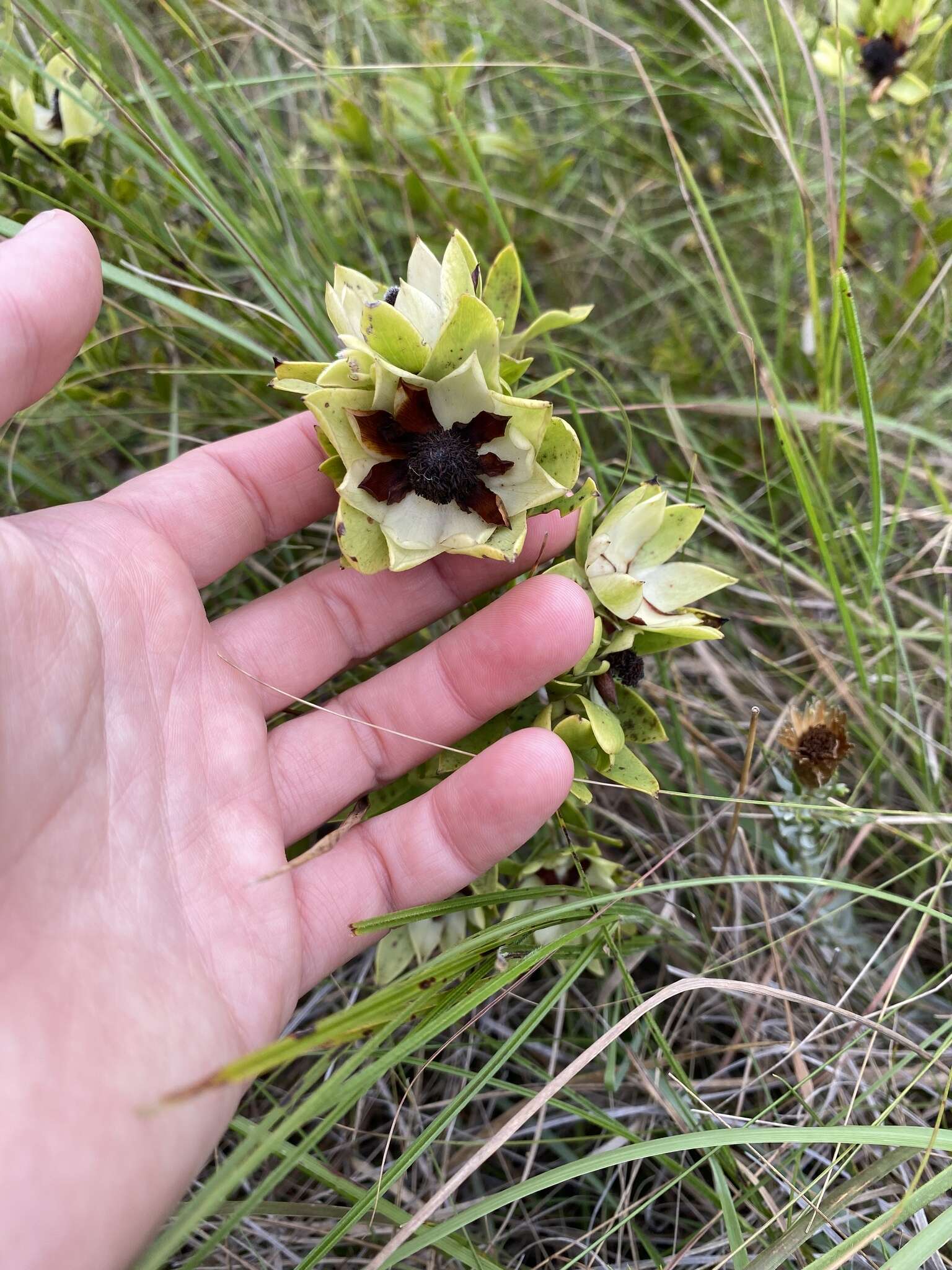 Image of Leucadendron spissifolium subsp. natalense (Thode & Gilg) I. Williams