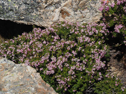 Image of Agathosma odoratissima (C. V. Montin) Pillans