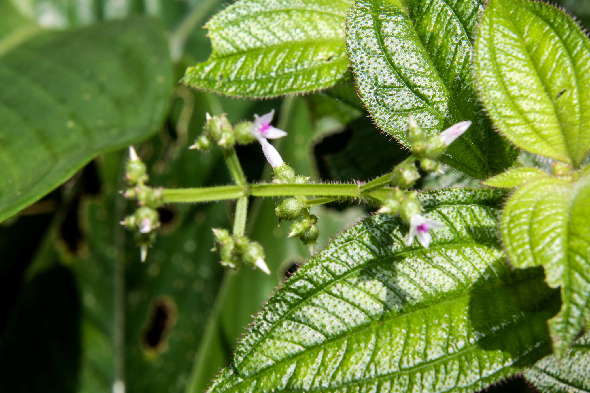 Image of Aciotis rubricaulis (C. Martius ex DC.) Triana