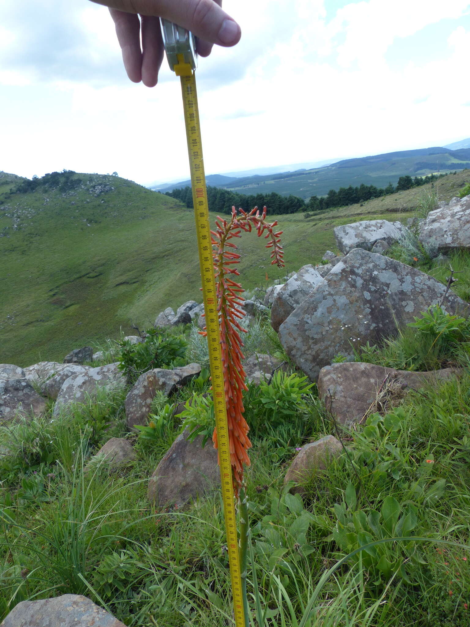 Image of Kniphofia laxiflora Kunth