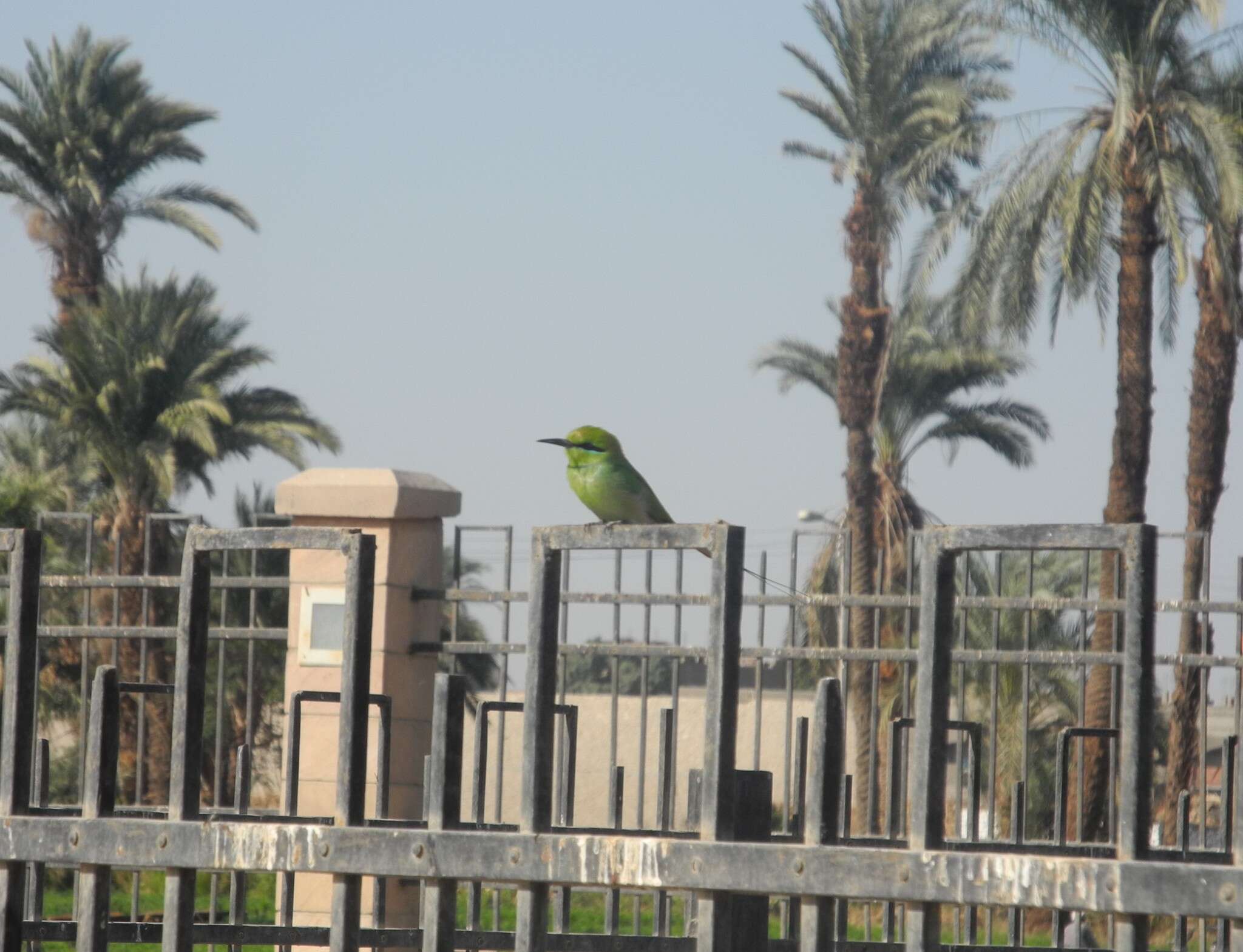 Image of African Green Bee-eater