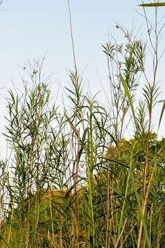 Image de Baccharis breviseta DC.