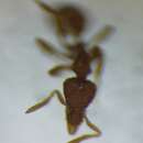 Image of <i>Strumigenys baudueri</i> (Emery)