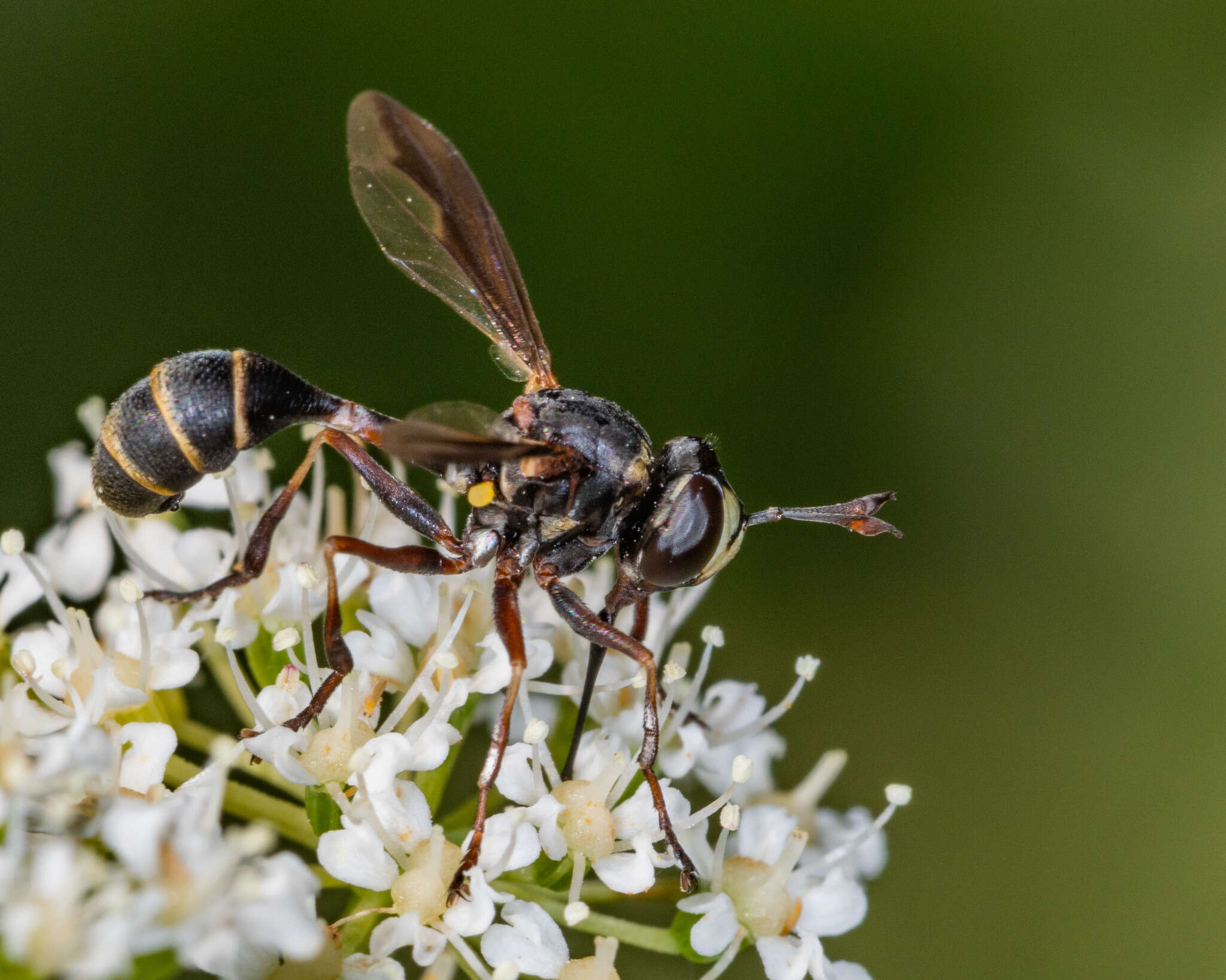 Physocephala marginata (Say 1823)的圖片