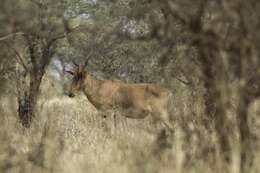 Alcelaphus buselaphus cokii Günther 1884 resmi