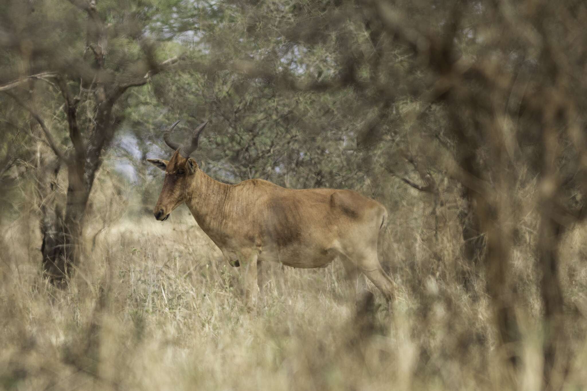 Image of Coke's Hartebeest