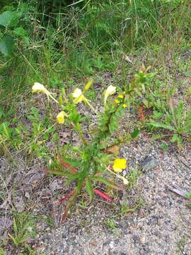 Imagem de Oenothera parviflora L.