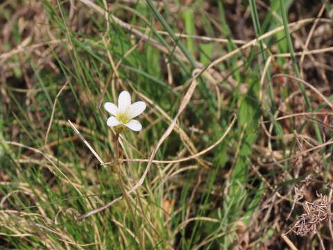 Sivun Saxifraga bulbifera L. kuva