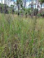 Echinochloa paludigena Wiegand resmi