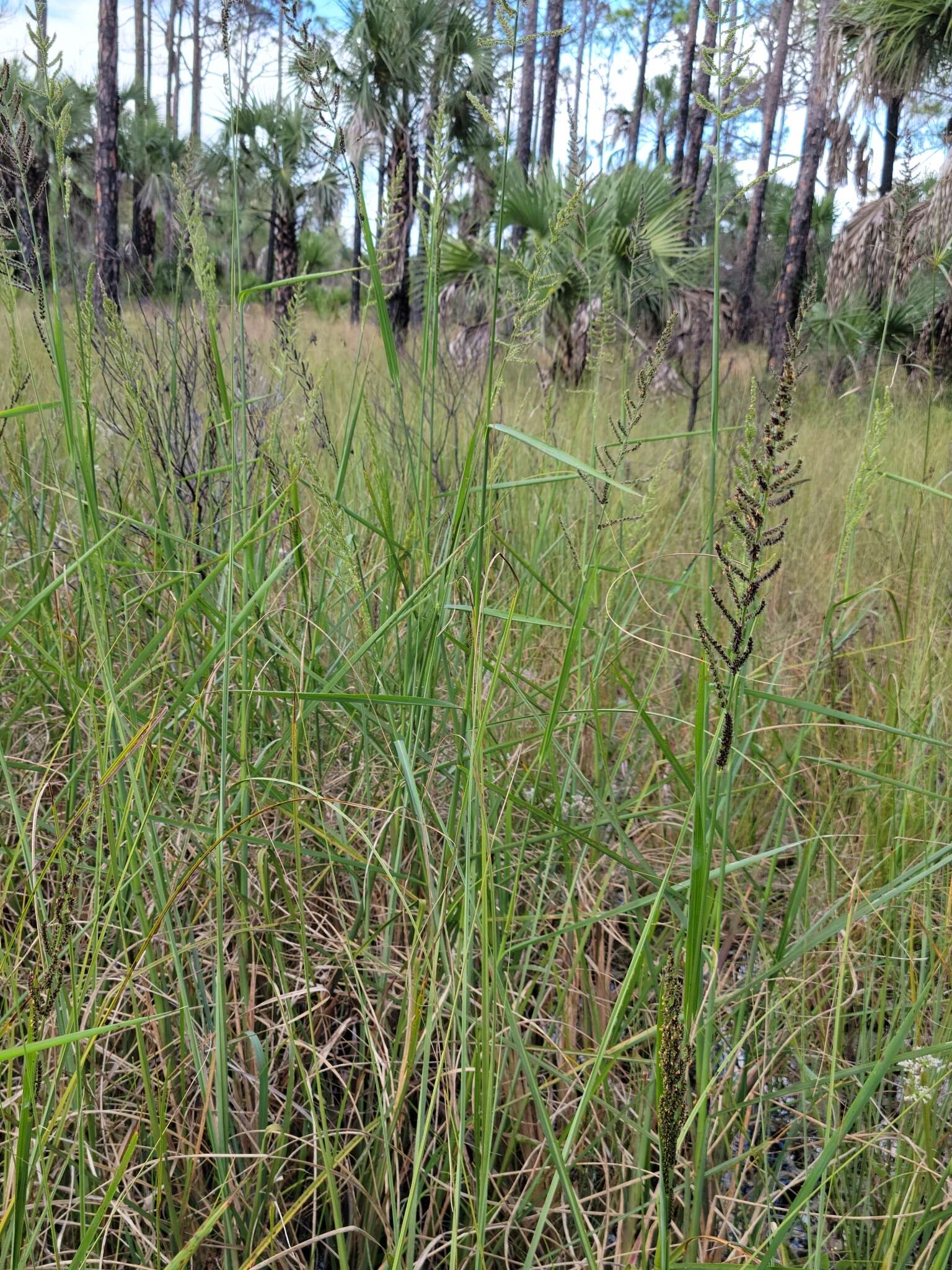 Echinochloa paludigena Wiegand resmi