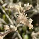 Image of Pithocarpa cordata (DC.) Schmidt-Leb. & R. L. Barrett