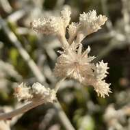 Pithocarpa cordata (DC.) Schmidt-Leb. & R. L. Barrett resmi