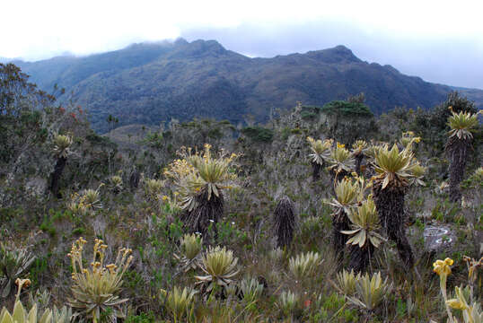 Image of Espeletia frontinoensis J. Cuatrec.