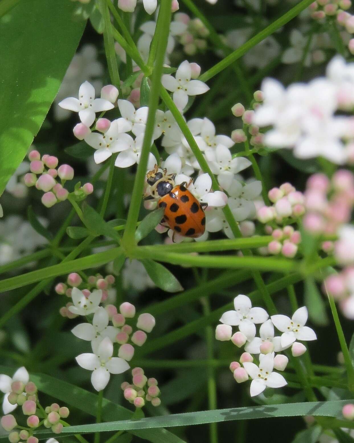 Imagem de Hippodamia tredecimpunctata (Linnaeus 1758)