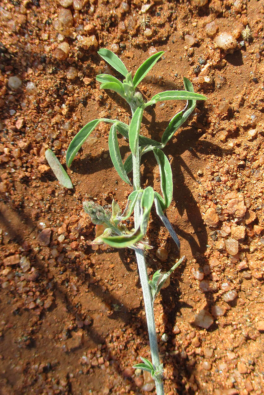 Слика од Indigofera bainesii Baker