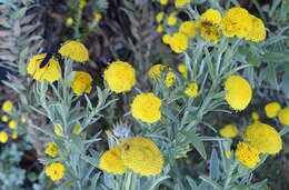 Image of Schistostephium umbellatum (L. fil.) K. Bremer & C. J. Humphries