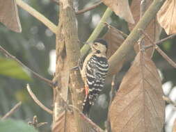 Image of Fulvous-breasted Woodpecker