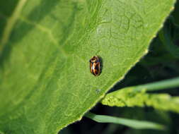 Image of Pilemostoma fastuosa (Schaller 1783)