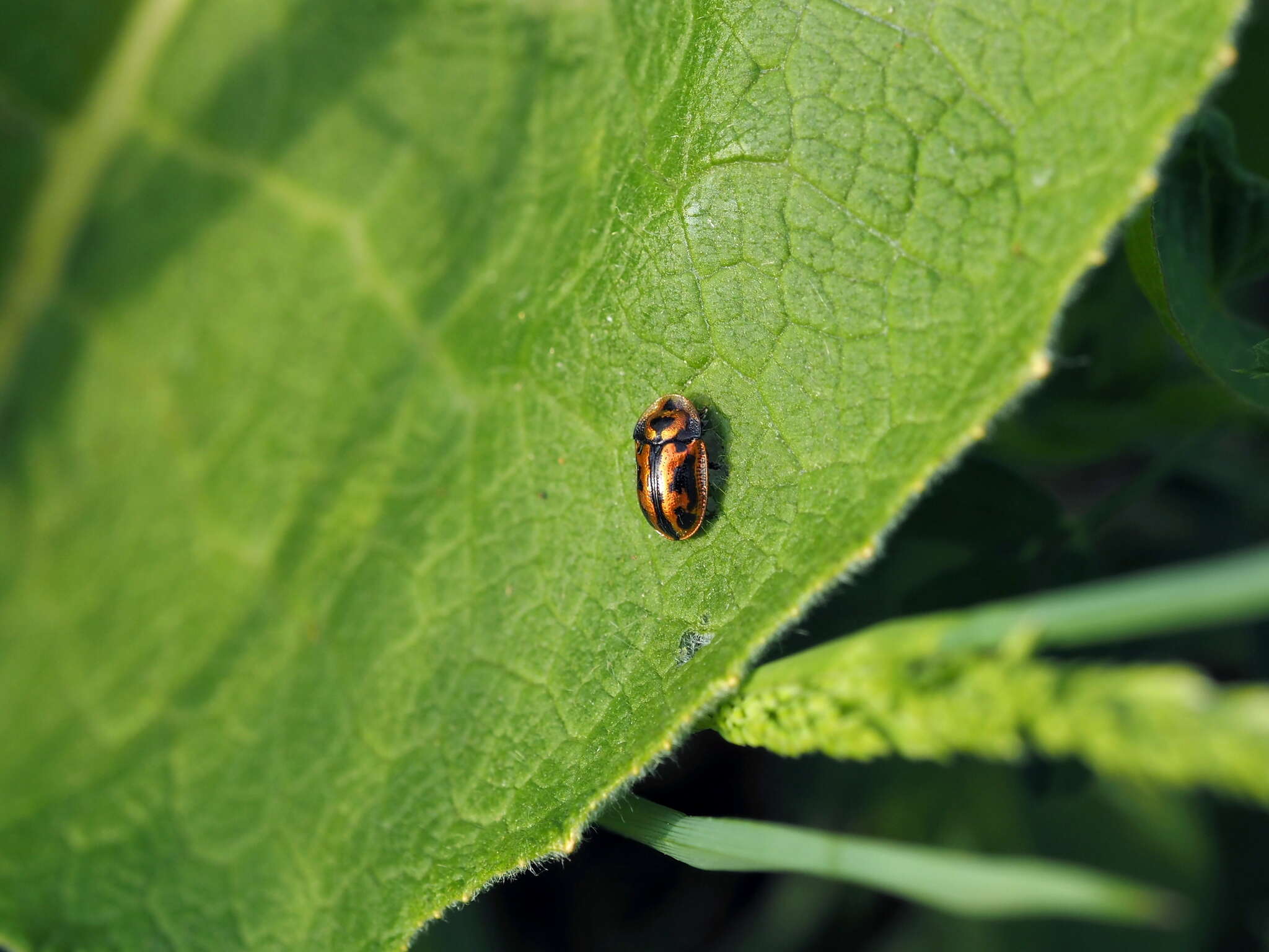 Image of Pilemostoma fastuosa (Schaller 1783)