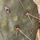 Image of Opuntia chlorotic ringspot virus