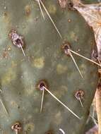 Image of Opuntia chlorotic ringspot virus