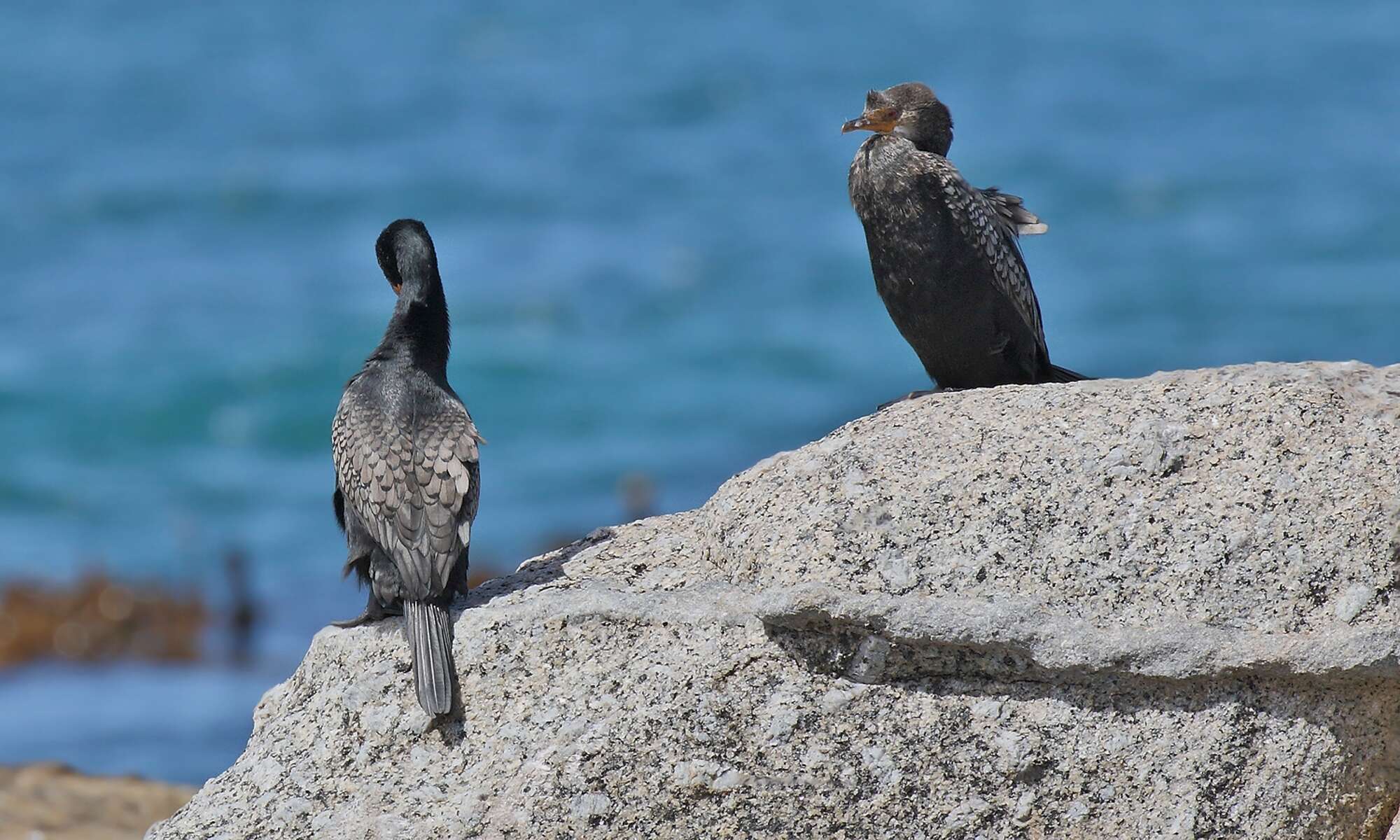 Image of Crowned Cormorant