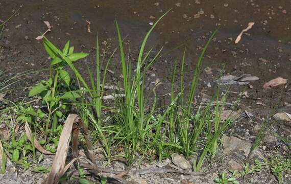 Plancia ëd Fimbristylis littoralis Gaudich.