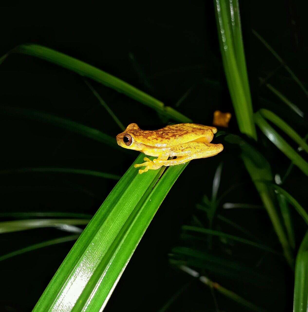 Image of Small-headed Treefrog