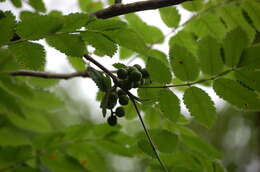 Image of Bursera tomentosa (Jacq.) Triana & Planch.